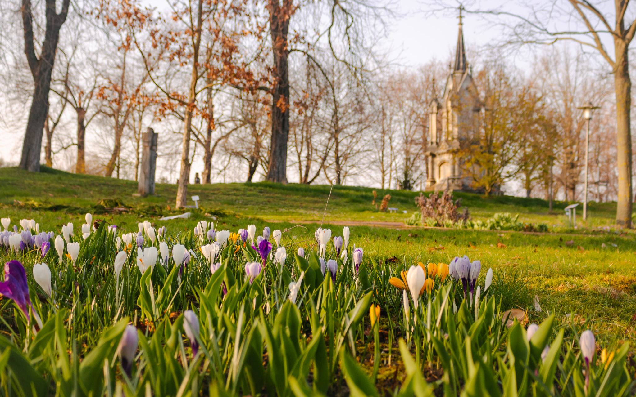 Tulpen im Arboretum in Bad Langensalza