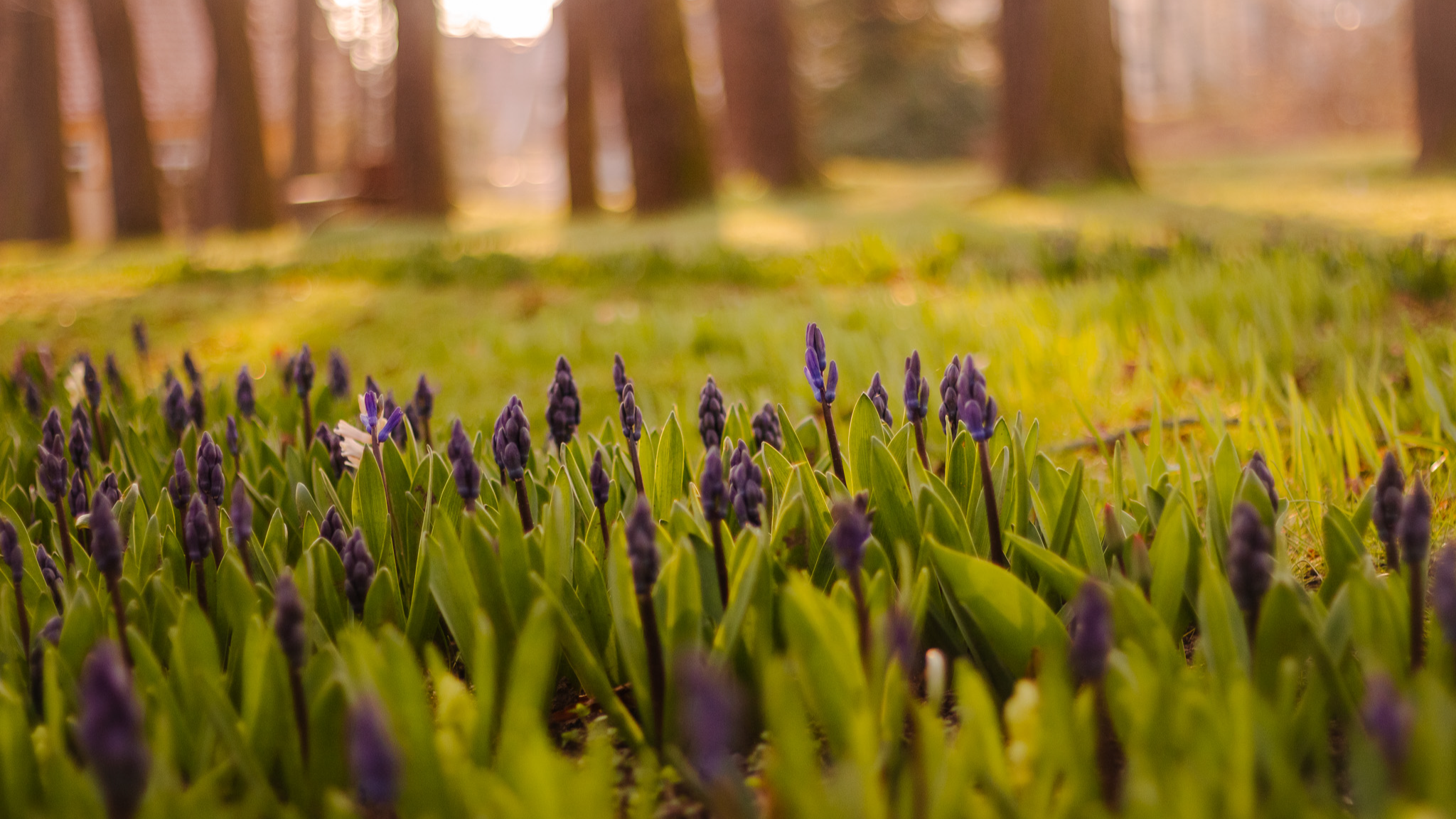Frühblüher im Arboretum in Bad Langensalza