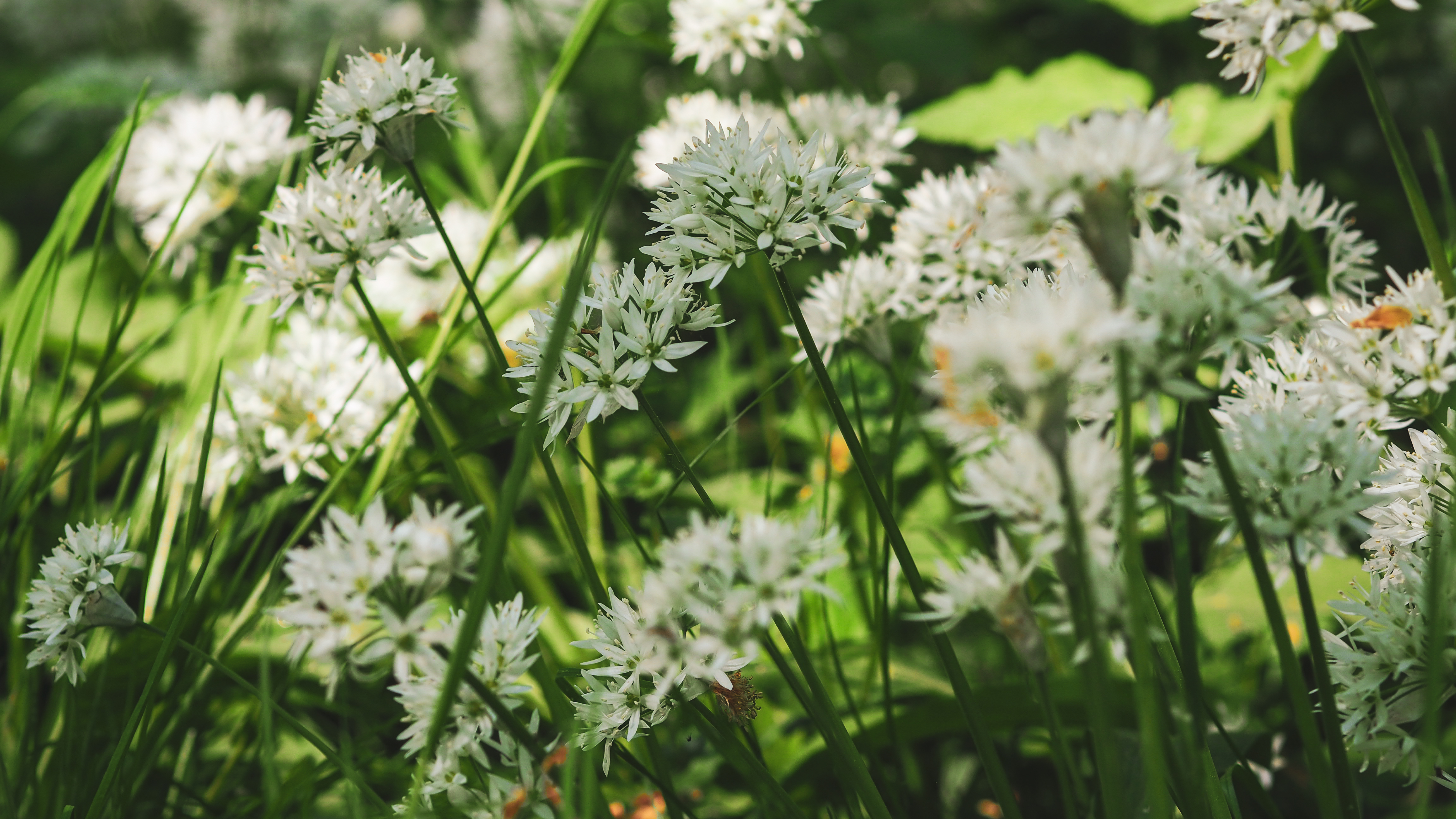 Bärlauchblüten im Nationalpark Hainich